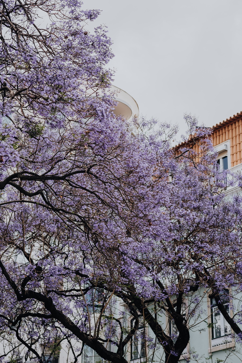 flowering plant, street, flower, cherry tree, beauty in nature, outdoors, blossom, 5K, low angle view, built structure, branch, sky, fragility, Jacaranda