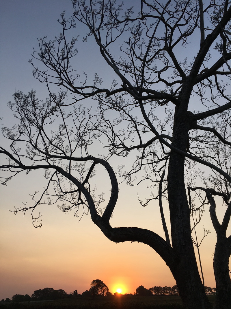 4K, sunset, tranquility, sky, beauty in nature, jacaranda, tree, scenics - nature, trunk, idyllic, afternoon, purple, silhouette, bare tree, tree trunk