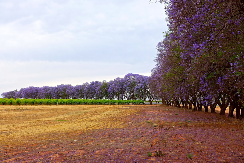blossom, floral, treelined, natural, sky, landscape, no people, flower, cloud - sky, stand, day, flowering, outdoors, spring, nature, freshness, tranquil scene