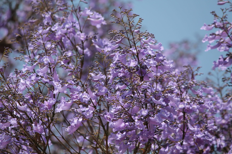 seasonal, jacaranda tree, 4K, color, pink color, flower, focus on foreground, spring, flowers, day, vulnerability, fragility, branch, springtime, bloom