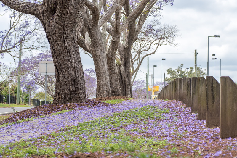built structure, nature, tree, plant, branch, flower, freshness, park, growth, trunk, blooming, australia, springtime, brisbane, flowering plant, day, tree trunk