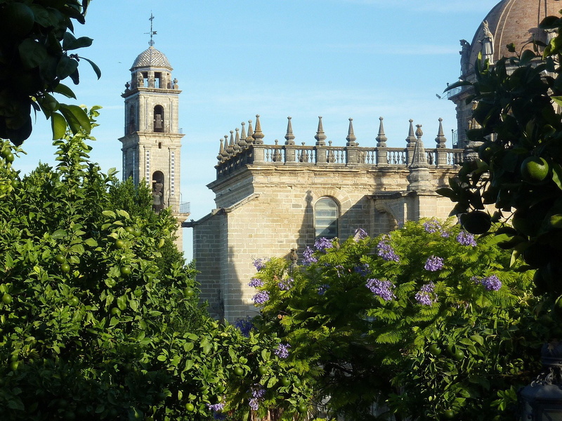 jacaranda, jerez, spain, 2K