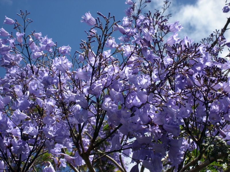 height 15 meters, tree-fern, flowering plant, branch, landscape, low angle view, white clouds, blue sky, garden, blossom, 2K, tree, plant, fall, jacaranda blossoms