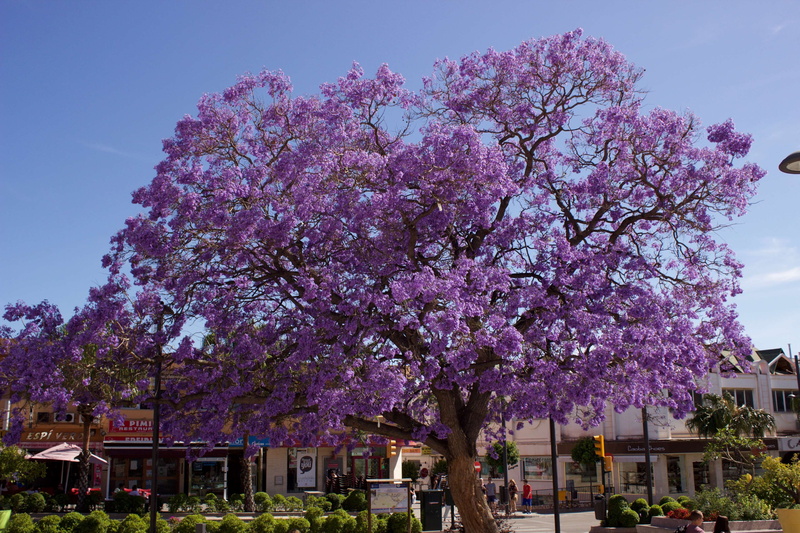 purple, rbol, built structure, outdoors, malaga, fragility, blossom, tree, freshness, lorenzoesteban, springtime, cherry blossom, building exterior, growth