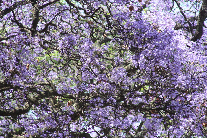 outdoors, flower, day, botany, branch, cherry blossom, flower head, tree, flowering plant, fragility, purple, spring, springtime, blossom, vulnerability