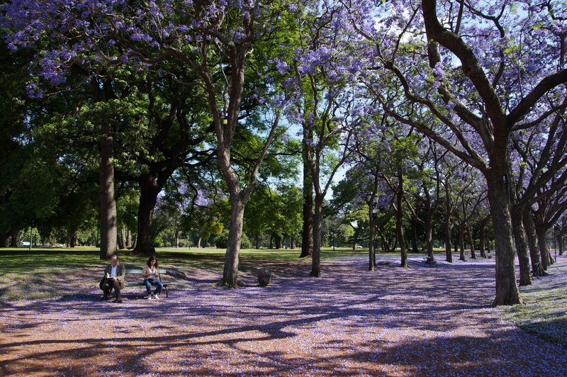 scenics - nature, no people, landscape, outdoor, violet, trunk, treelined, view, nature, tree trunk, 4K, wilderness, lilac, trees, scenic, land, green color