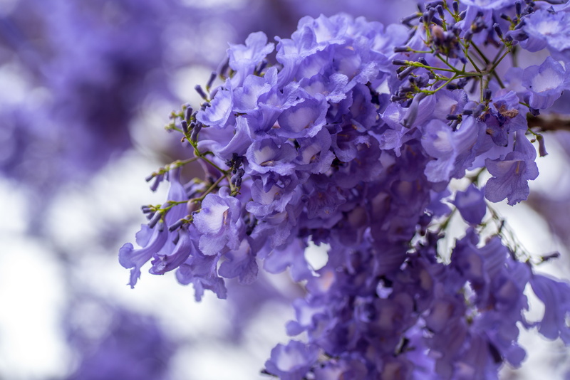 freshness, flowering plant, softness, queensland, beauty in nature, selective, cluster, vulnerability, plant, blooming, violet, bunch of flowers, close-up