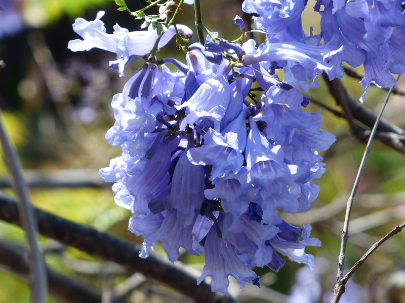freshness, bunch of flowers, jacaranda chelonia griseb, petal, growth, outdoors, selective focus, 4K, botany, flower, beauty in nature, bignoniaceae, close-up