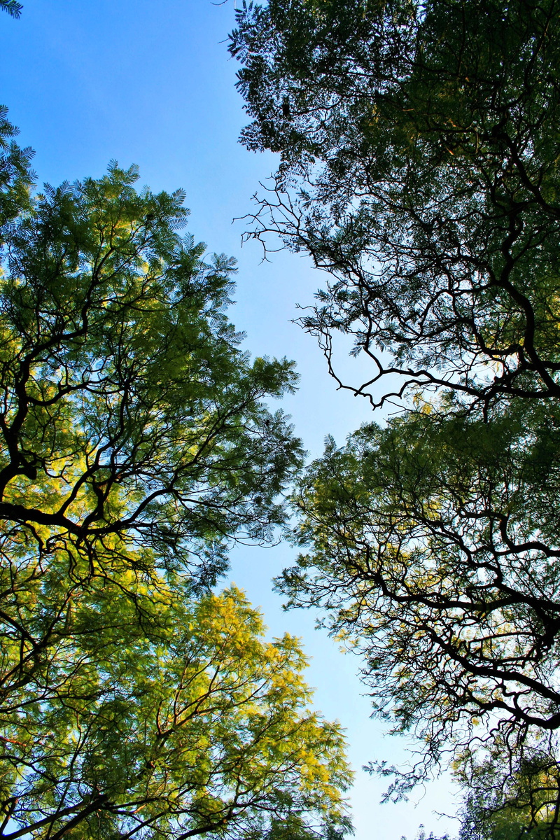 tranquility, foliage, canopy, low angle view, directly below, branches, scenics - nature, green, green color, plant, forest, beauty in nature, overhead