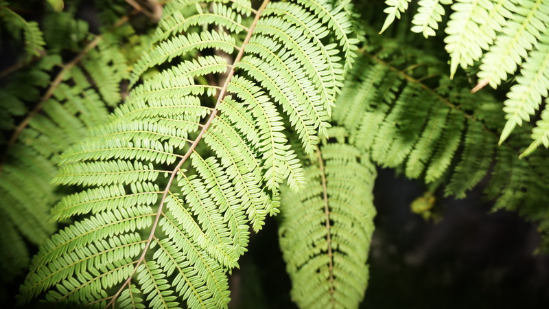 growth, palm leaf, leaf, beauty in nature, focus on foreground, outdoors, leaves, plant, camping, 4K, green color, backgrounds, dark, nature background