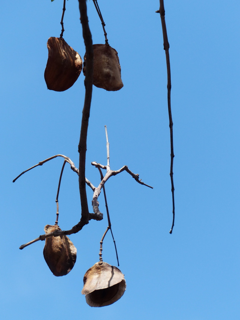 Flat, outdoors, plant, day, ripe, jacaranda, food and drink, tree, fruit, trumpets, jacaranda mimosifolia, sky, Capsules, growth, branch, hanging, no people
