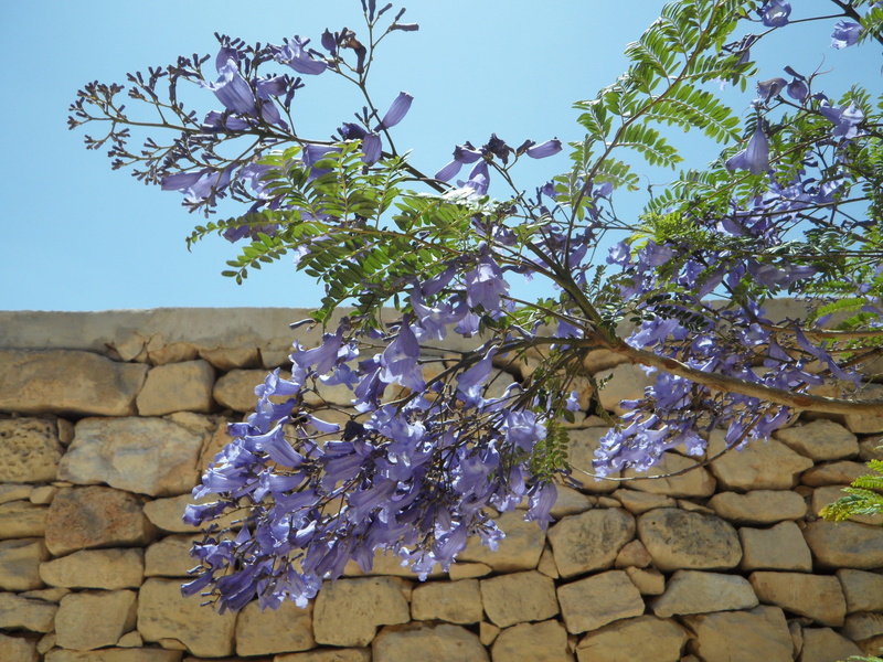 purple, beauty in nature, 4K, vulnerability, Tree, fragility, airy, architecture, flower, nature, Blossom, branch, built structure, blue, no people, slightly