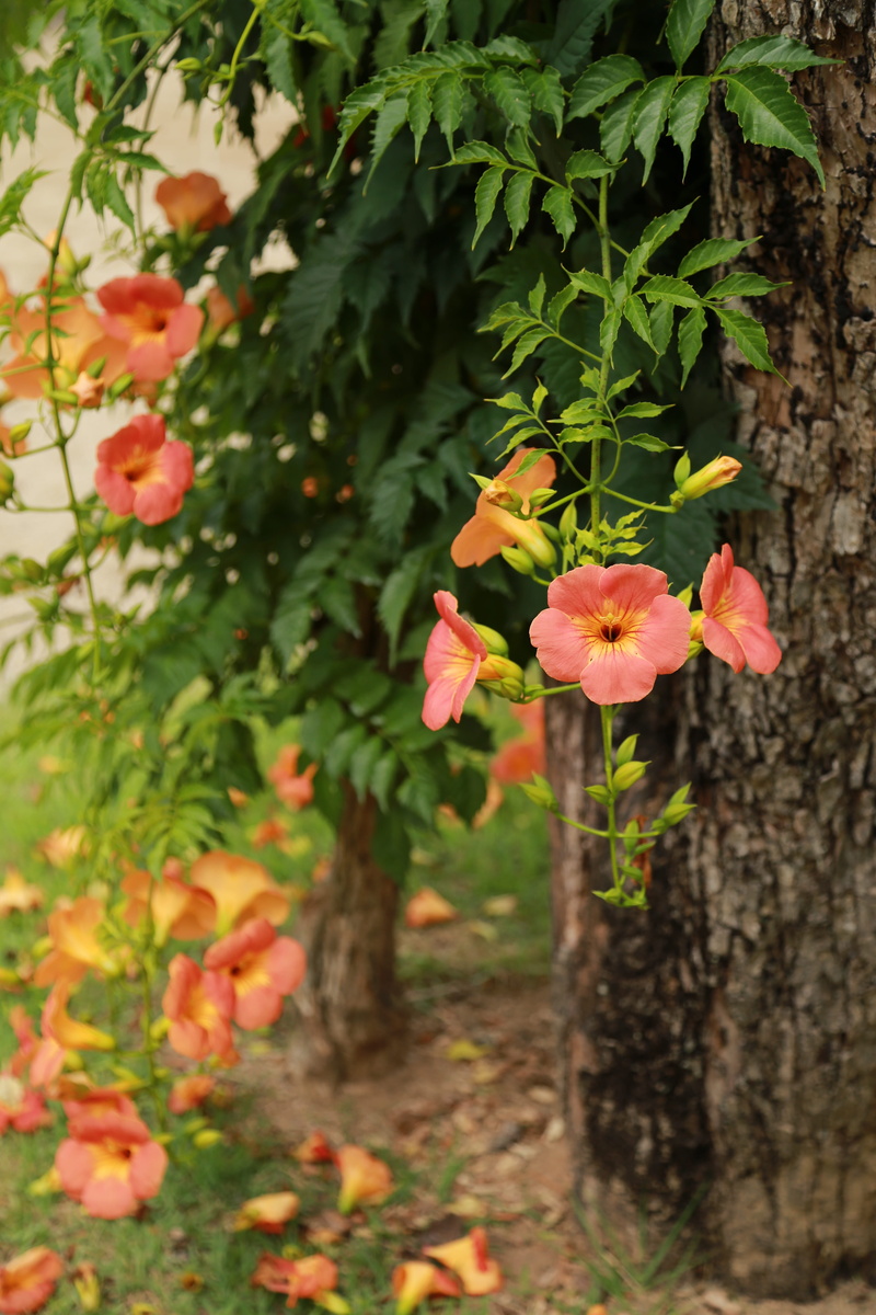 fragility, 5K, inflorescence, plant, botany, vines trees, petal, growth, plants, flower, flower head, leaf, flowers, great trumpet flower, plant part