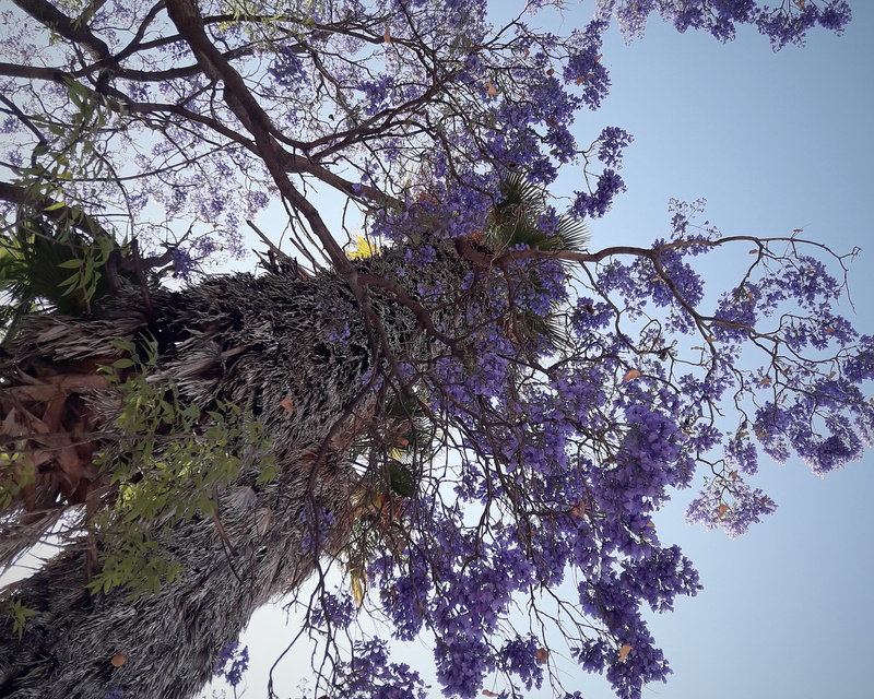 santiago de querétaro, tree canopy, freshness, plant, light, abies, branch, flower, mexico, purple, springtime, flare, fragility, trees, flowering plant