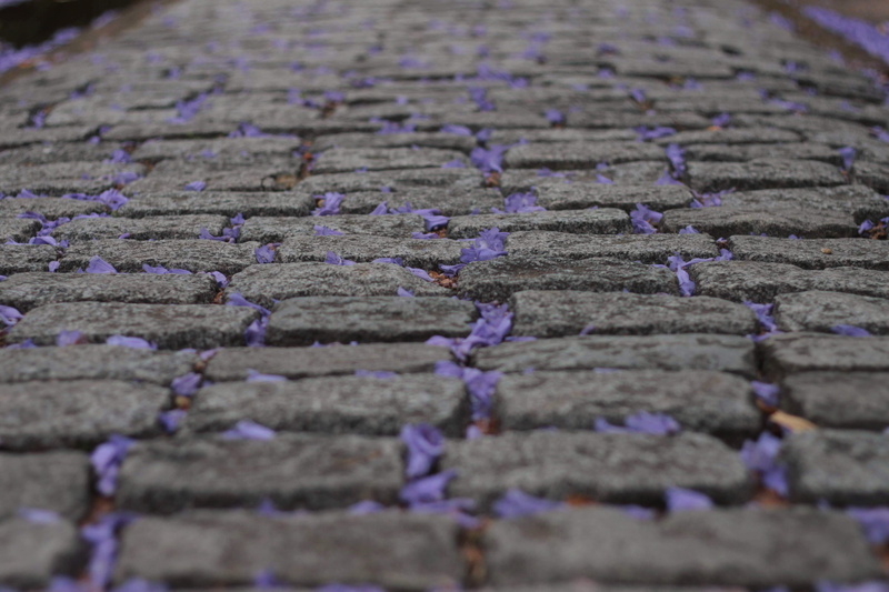 surface level, jacaranda flowers, no people, architecture, day, moss, weathered, cracked, path, landscape, old, cobblestone, still life, street, pavement