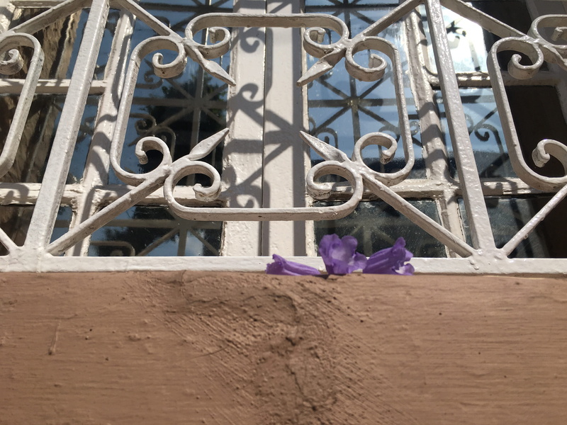 day, metal, outdoors, nature, flowering plant, window, protection, purple, barrier, close-up, safety, gate, security, plant, iron, jacaranda, iron - metal