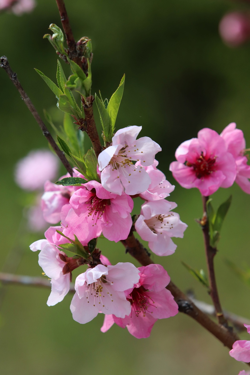 blossom, freshness, close-up, flowering, tree, cherry tree, bright, garden, plant, cherry blossom, petal, springtime, pollen, day, flowering plant, beauty in nature