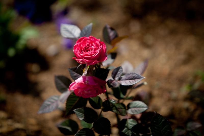 vulnerability, leaf, beauty in nature, plant part, flower, 4K, outdoors, day, flowering plant, plant, no people, red, focus on foreground, bouquet, flower head