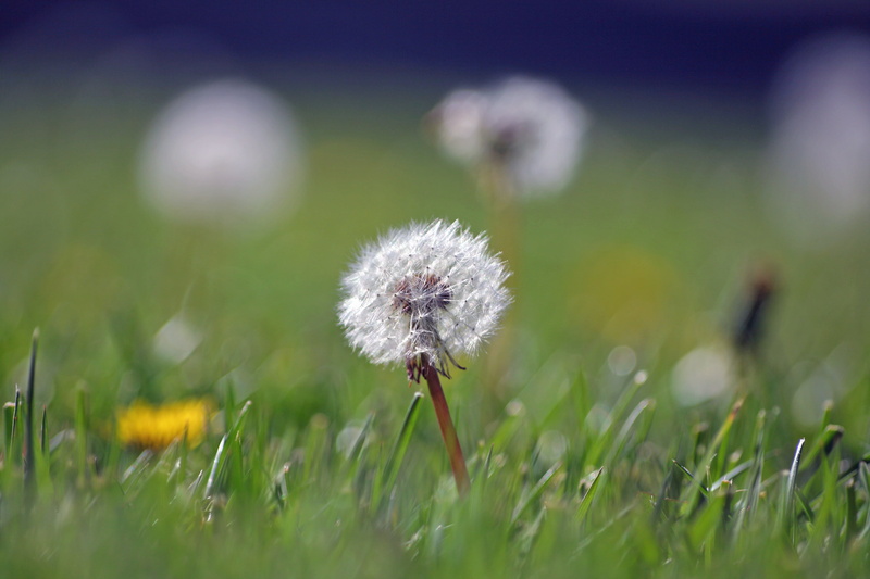 grass, close-up, dandelion, parachute, dof, John Morgan, 2K, Weeds, nature, soft, plant, focus, fuzzy, summer, bloom, flower, yard, outdoors, bokeh, green Color