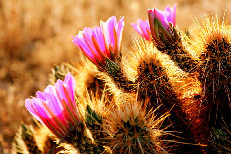 close-up, Flowers, cholla  cactus, closeup photography, cactus, Arizona  USA, pink, daytime, nature, photography, Canon, closeup, 2K, flora, plant, blooms