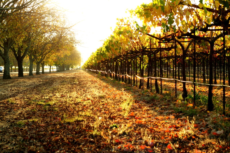 USA, Canon, golden, tree, park - Man Made Space, season, woodland, John Morgan, Vines, road, sunlight, nature, outdoors, forest, yellow, orange Color, vineyards
