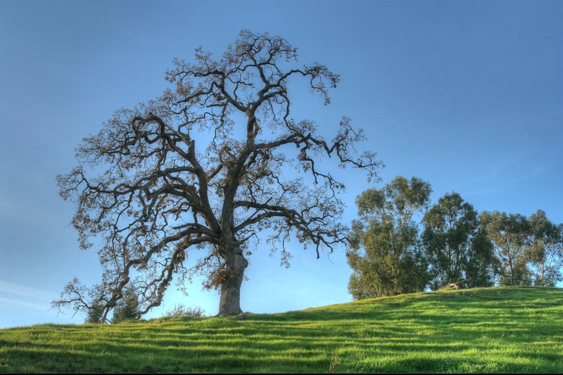 landscape, HDR, John Morgan, oak  tree, 1080P, trees, grass, meadow, Green Christmas, hill, green Color, tree, Heights, Alamo  California, season, sky