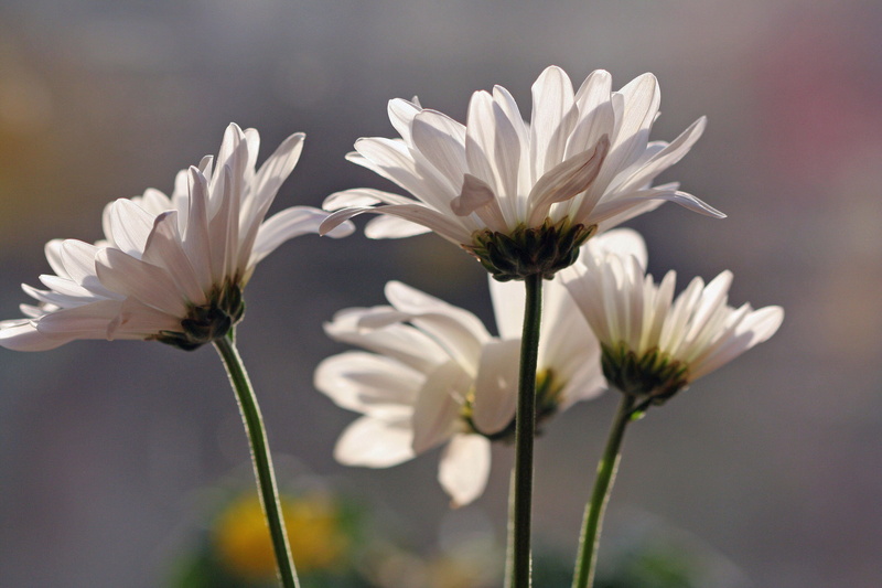 close-up, nature, flower, delicate, bloom, petals, white, John Morgan, focus, 2K, jardin, garden, flower  flower, summer, springtime, still-life, daisy