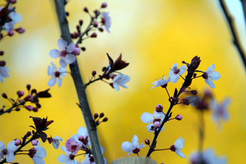 petal, branch, APO, 2K, spring, flower, bokeh, Walnut Creek, dressed, John Morgan, outdoors, white, Plum blossoms, blossom, DG, flowering tree, leaf, Sigma 70