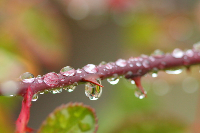 rain, plant, drops, drop, 2K, nature, freshness, Raindrops, dew, green Color, water, John Morgan, macro, droplets, leaf, close-up, wet, Roses, thorn, rose bush