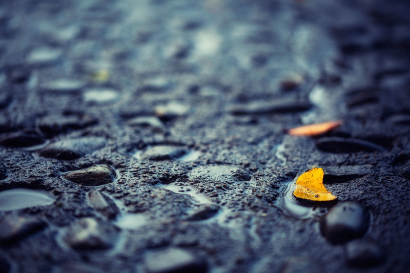 5K, road, 日本, close-up, Saitama  JAPAN, Ageo, nature, shi, Canon  EOS, Yellow, backgrounds, Leaf, macro