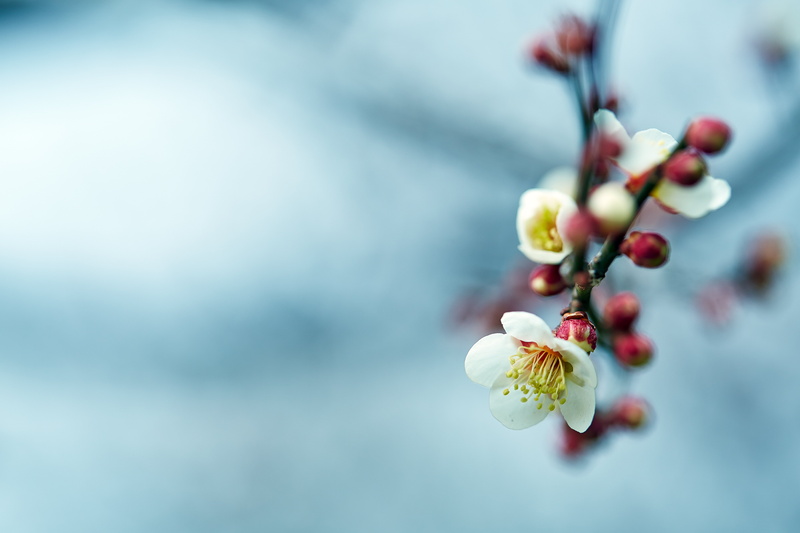 bokeh, ume, white, flower Head, 5K, plant, macro, close-up, branch, white flower, Saitama  JAPAN, 日本, shallow, Wintry, shi, nature, flower, Canon, shallow focus