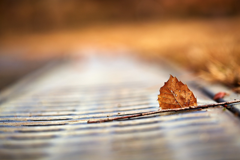 wood - Material, 日本, leave, Ageo, close-up, macro, leaf, tilt shift lens, lens, nature, bokeh, brown, Canon, season, shift, 5K, tilt, autumn, branch, Saitama  JAPAN