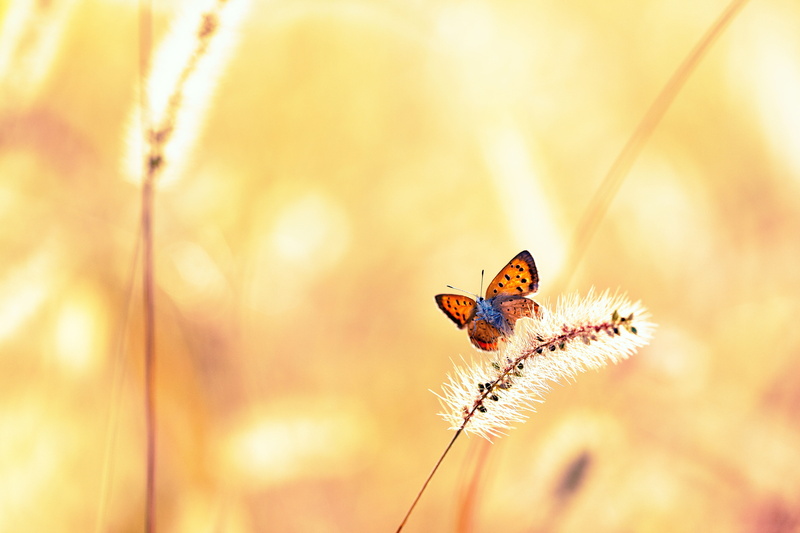 animal, 秋, multi Colored, Warm, Ageo, summer, Canon  EOS, Glow, insect, 5K, photography, yellow, animal Wing, butterfly - Insect, field, Saitama  JAPAN