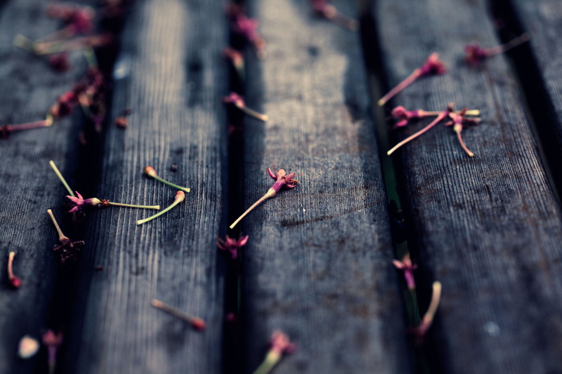 season, selective focus, focus, calyx, red, wood - Material, shi, 5K, 桜, selective, Trace, cherry blossoms, petals, Saitama  JAPAN, nature, macro, 日本