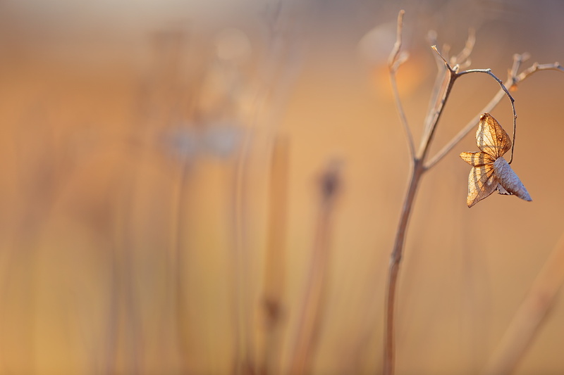 hydrangea, brown, flower, plant, 5K, shi, photo, withered, 冬, Canon, close up, nature, Winter, Saitama  JAPAN, Light, close, outdoors, 日本, 光