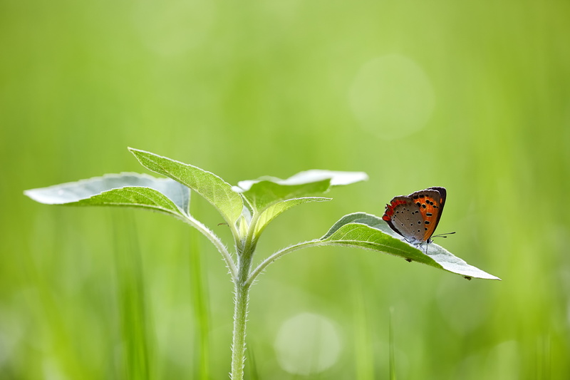 macro, green Color, red butterfly, shot, plant, animal Wing, butterfly - Insect, animal, Canon, 5K, summer, 自然, insect, butterfly, beauty In Nature, shi