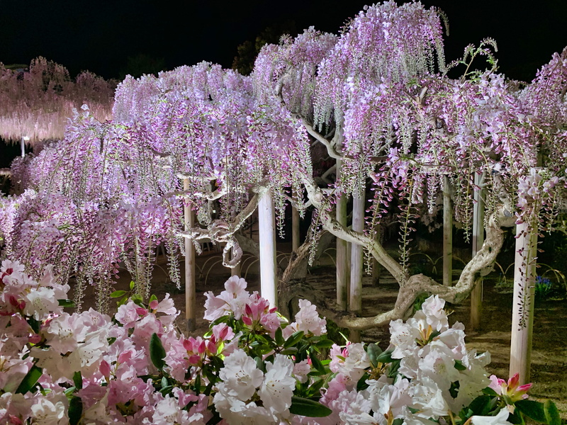 cherry blossom, growth, white color, plant, flower, tree, outdoors, pretty, fragility, freshness, pink, botany, ashikaga city, purple, cherry blossoms