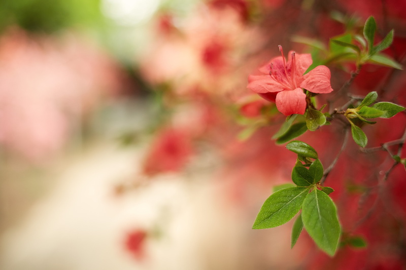 petaled, Saitama  JAPAN, photography, outdoors, 日本, Temple, Canon, nature, plant, slective, azaleas, flower, leaf, shi, Naka, red, azalea, 5K, 中院