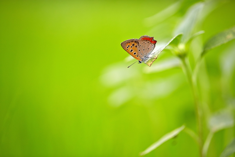 photography, animal, 5K, shallow focus, green Color, nature, Saitama  JAPAN, plant, green leaf, leaf, butterfly - Insect, close-up, Canon, animal Wing