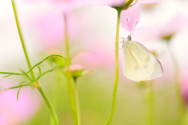 insect, cosmos, butterfly - Insect, Canon  EOS, animal, summer, flower stem, Day, green, photography, Saitama  JAPAN, butterfly, plant, green Color, stem