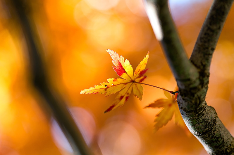 日本, branch, macro, photo, red, tree, autumn, autumn  leaf, season, 5K, Saitama  JAPAN, plant, nature, springtime, yellow, beauty In Nature, maple, Kawagoeshi
