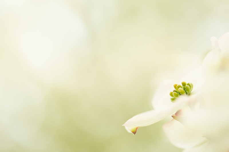 macro, 5K, Saitama  JAPAN, green, photo, Canon, dogwood, nature, closeup, plant, ハナミズキ, Spring  white, Pleasure, white, 日本, flower, shi