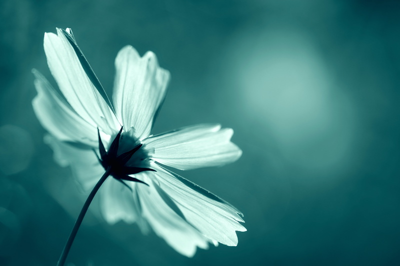 日本, springtime, nature, white, cosmos, 5K, single Flower, plant, summer, Early Autumn, Canon  EOS, flower, photography, petaled, close-up, beauty In Nature