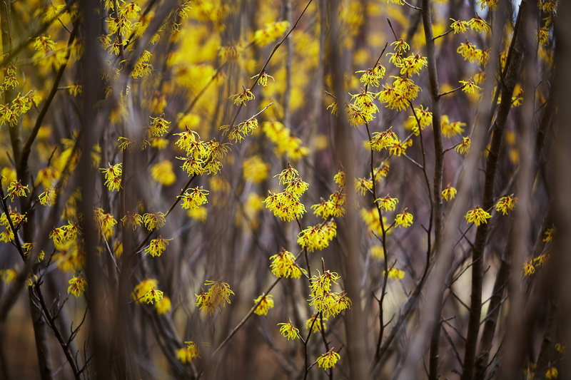 日本, japonica, close-up photography, summer, flower, macro, shi, Canon, petaled, yellow, nature, Saitama  JAPAN, photography, close, 5K, flowers, Hamamelis