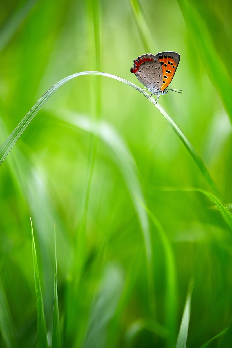Ageo, photography, summer, blue, beauty In Nature, focus, butterfly - Insect, 自然, shi, Canon, shallow focus, green Color, common, close-up, Saitama  JAPAN