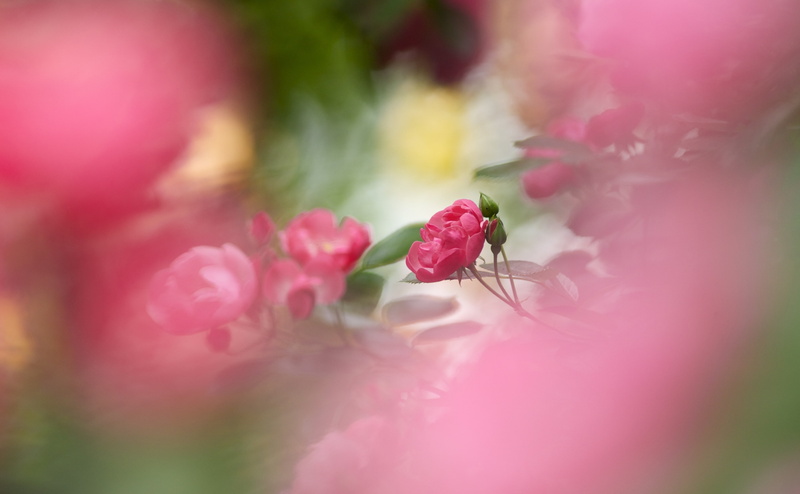 markiii, flower head, vulnerability, bokeh, kawajima, close-up, animal wildlife, no people, mark3, Zoom, Nature, pollination, insect, growth, roses, pink color