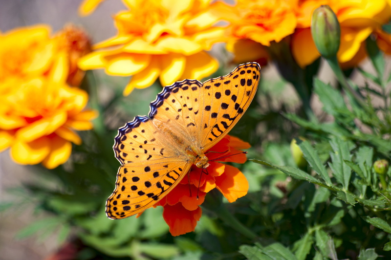 plant, pollination, orange color, 5K, japan, flower, insect, close-up, black, flower head, no people, animal themes, flowers and insects, pollen, beauty in nature
