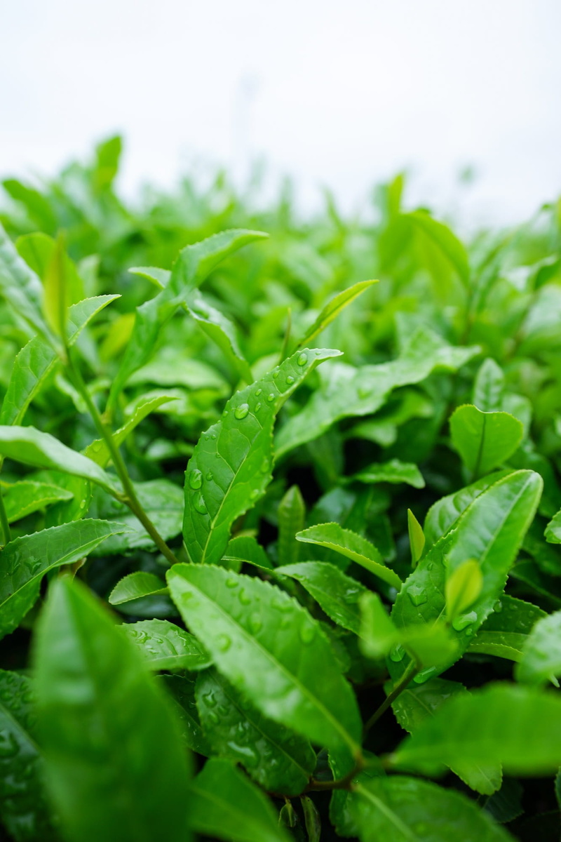 leaves, healthy eating, crop, plant part, sayama tea, freshness, no people, outdoors, organic, close, japanese tea, day, field, growth, drops, green, selective focus