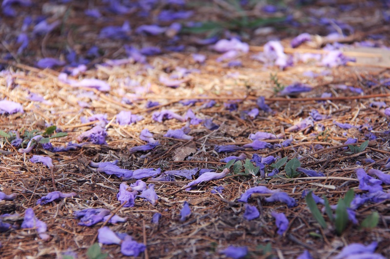 season, change, johannesburg, tranquility, fragility, south africa, no people, close-up, dry, field, beautiful, purple, surface level, trees, dead plant