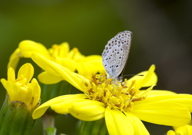 creatures, animals in the wild, nature, pollen, animal wing, inflorescence, flower head, 4K, petal, flowers, springtime, invertebrate, one animal, yellow